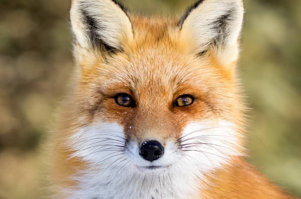 red-fox-hero